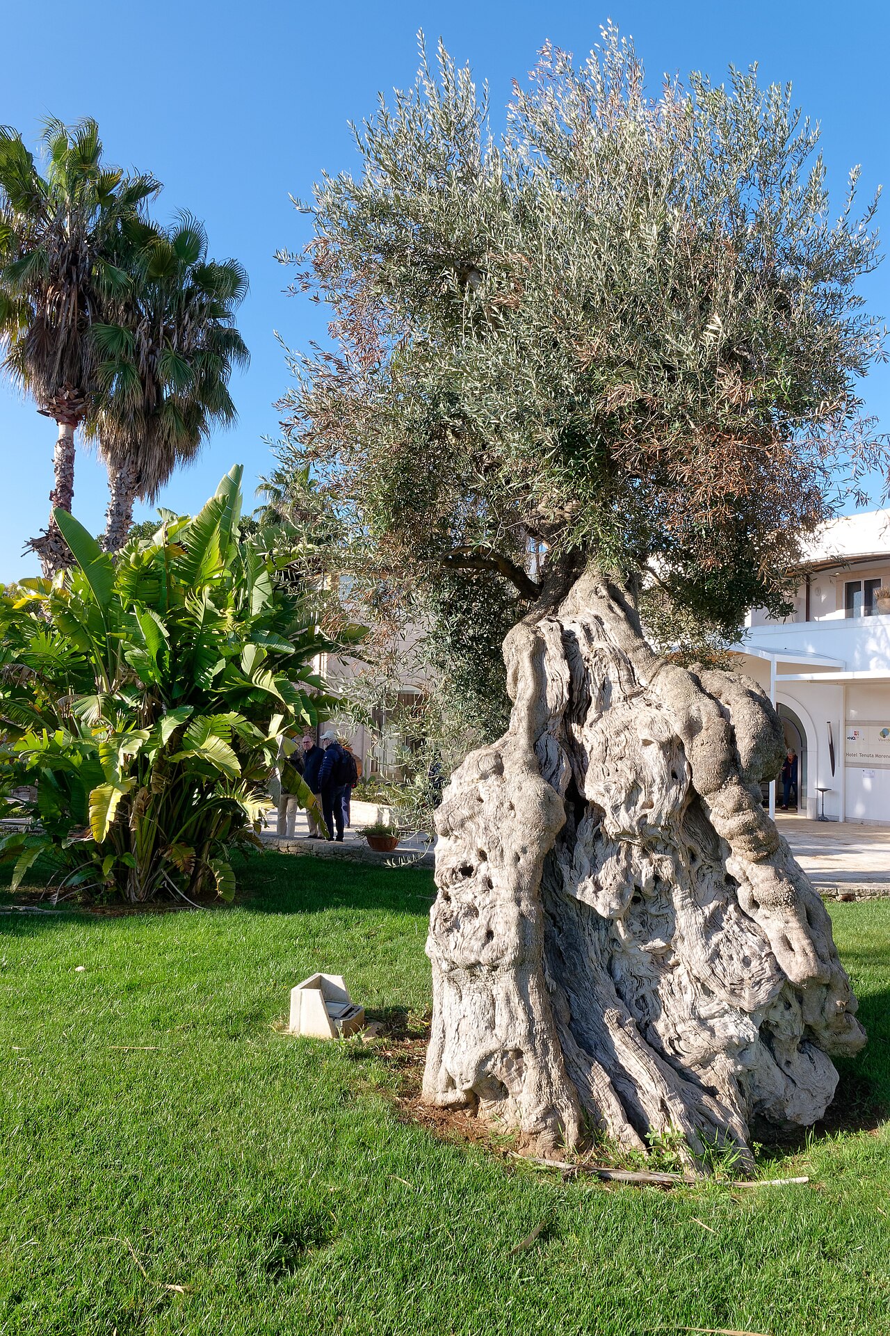 Mesagne — Chiesa di San Lorenzo