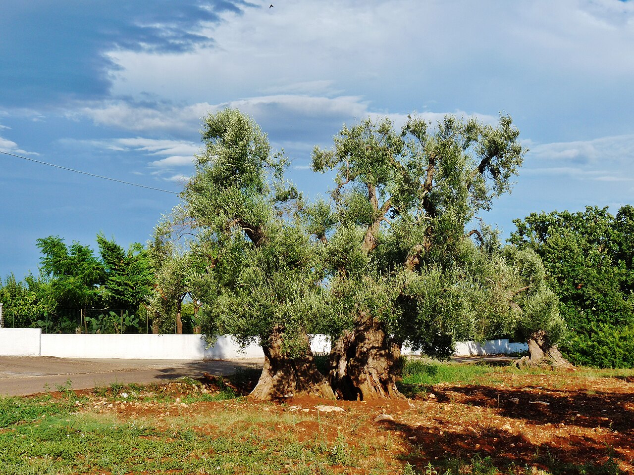 Costa BAT — Ulivi secolari della campagna pugliese