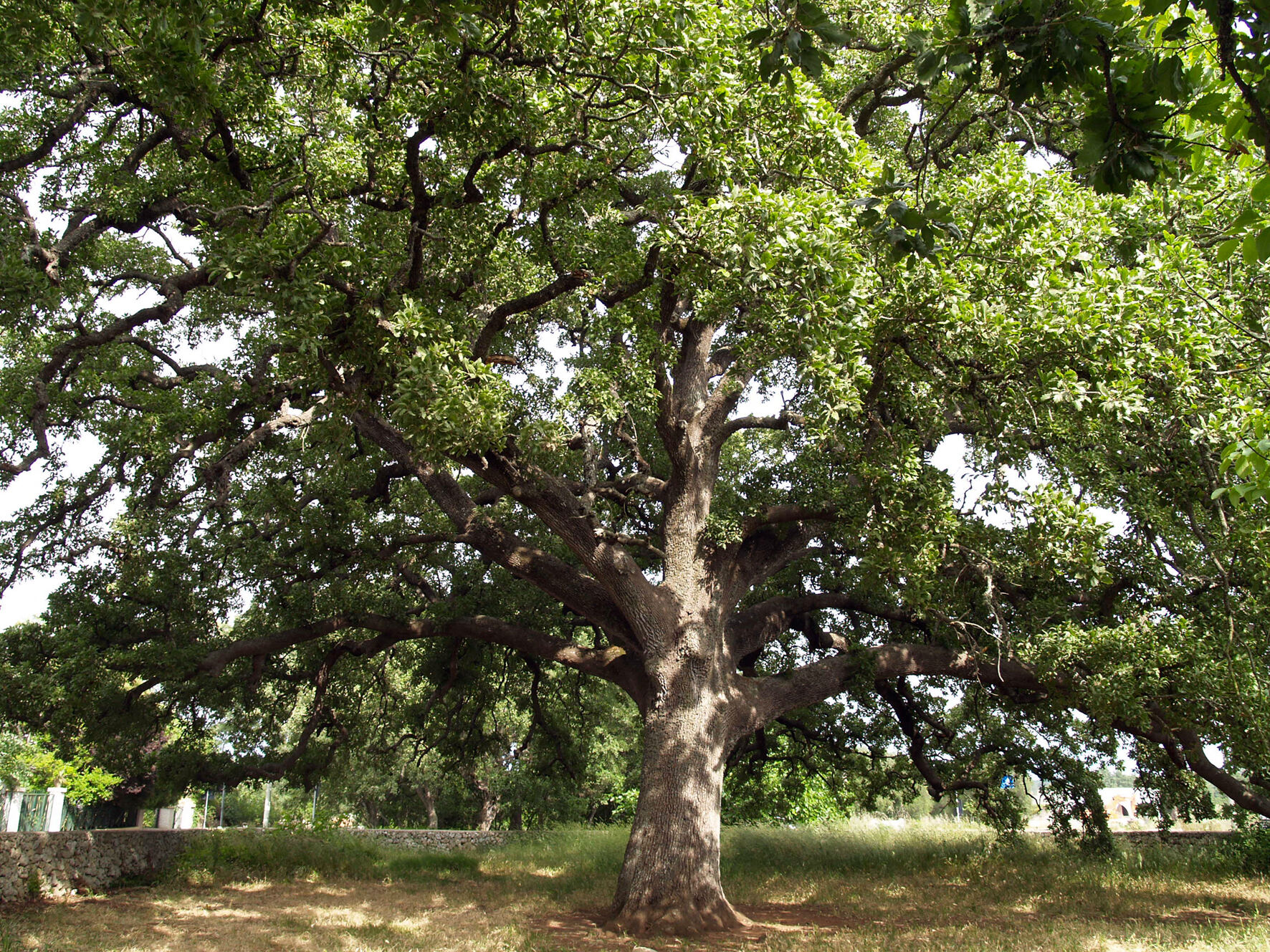 Tricase — Quercia Vallonea