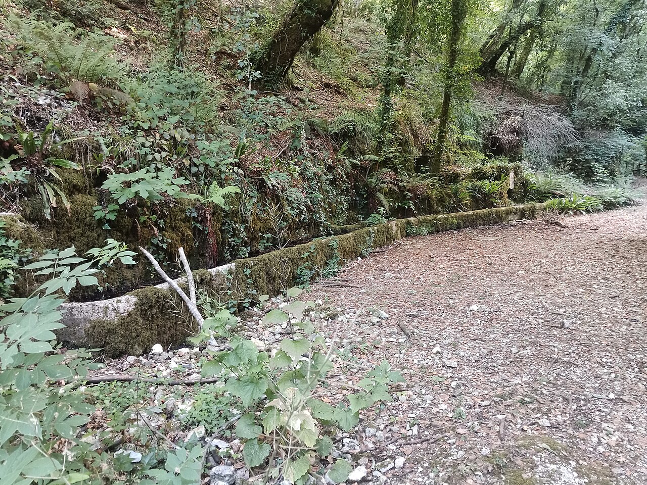 Vico Del Gargano — Foresta Umbra