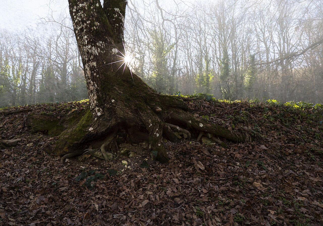 Faeto — Bosco di Faeto
