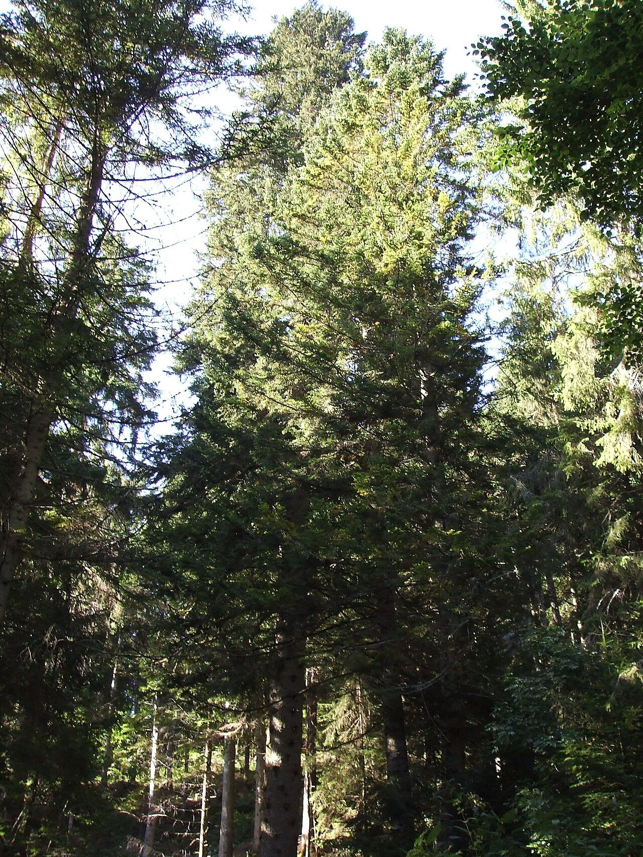 Sentiero Valle Rio Torto