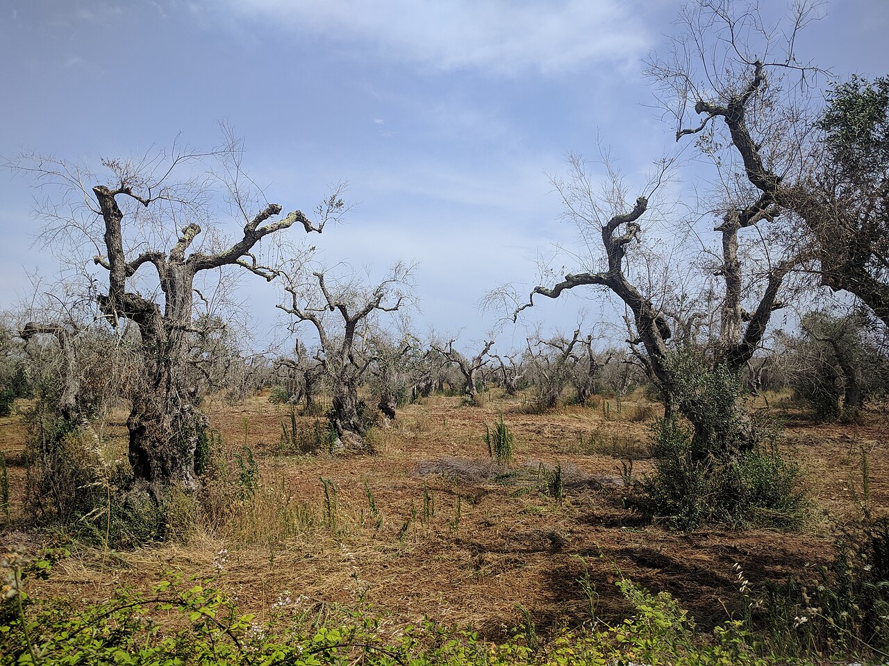 Surano — Frantoi Ipogei