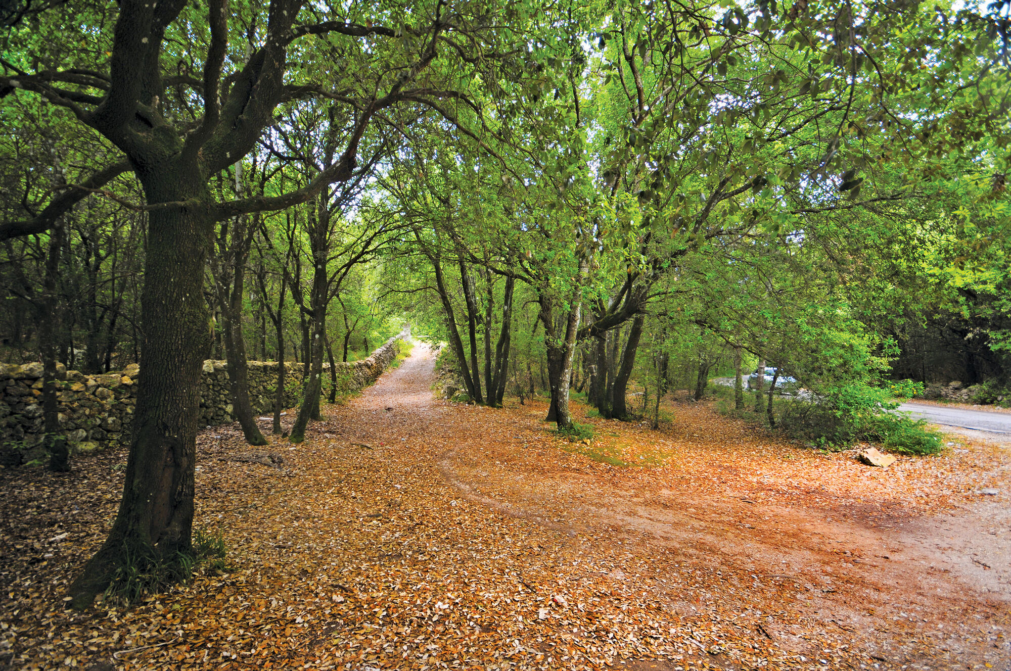 Martina Franca — Bosco delle Pianelle