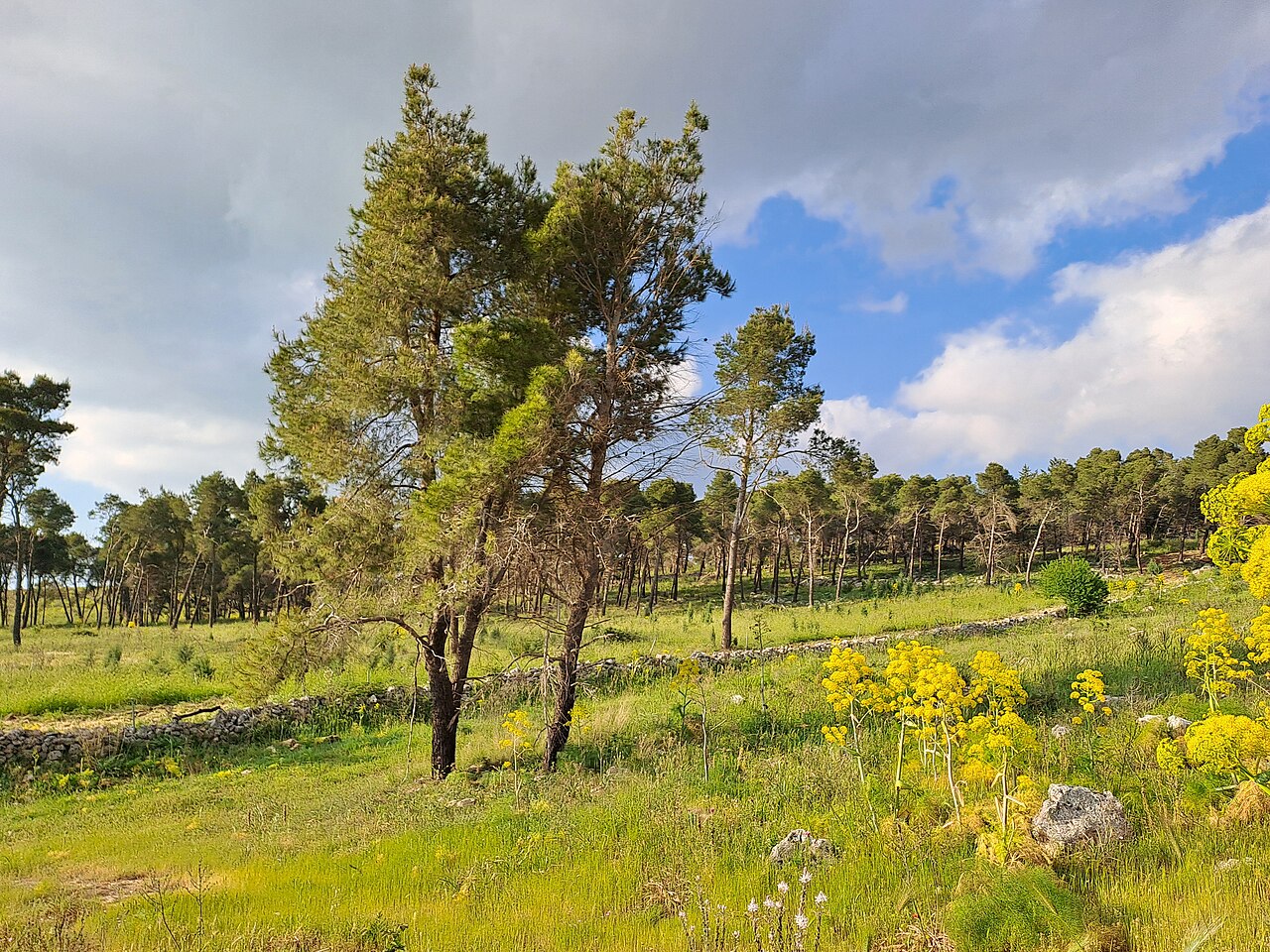 Terra di Bari — Paesaggio dell'Alta Murgia con muretti a secco