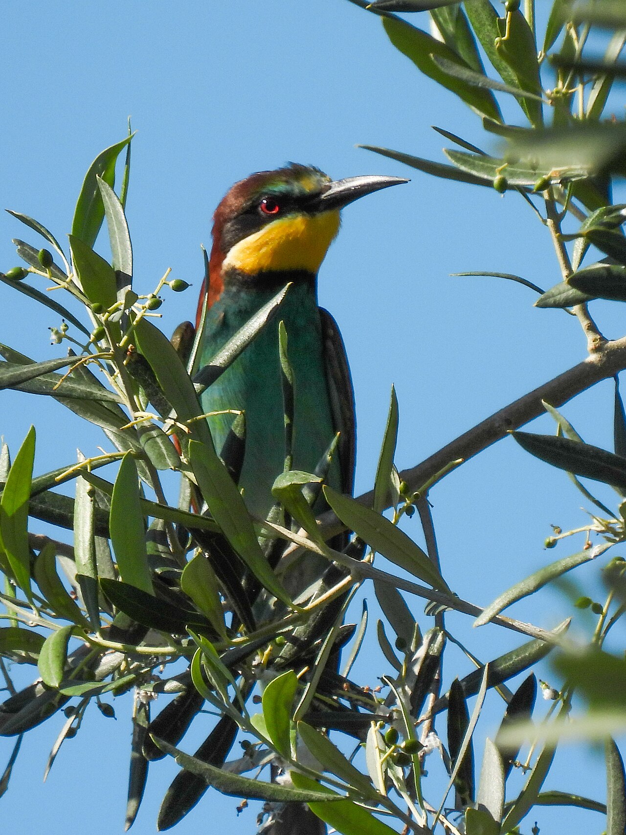 Alta Murgia — Murgia