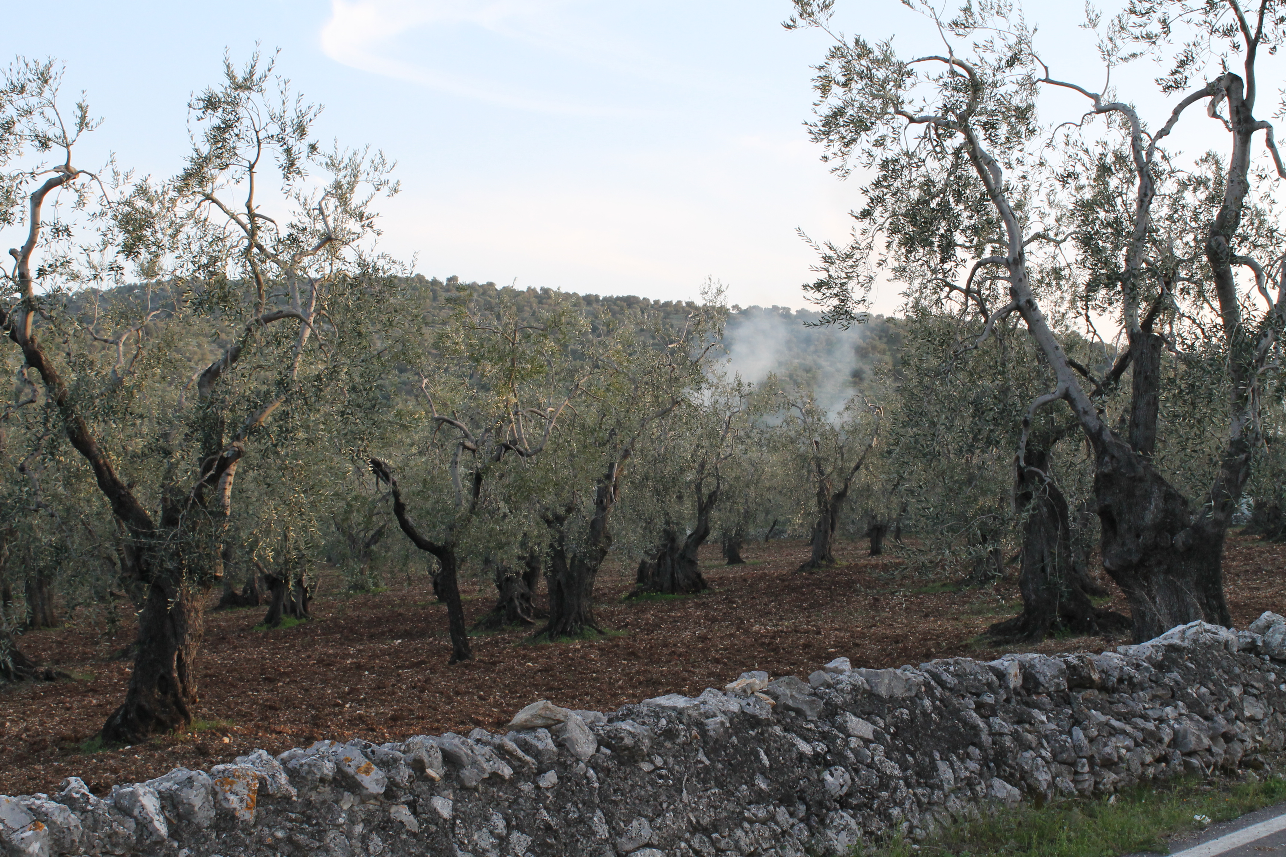 Ruvo Di Puglia — Murge